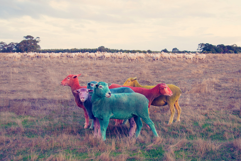 gray malin the dream series rainbow sheep
