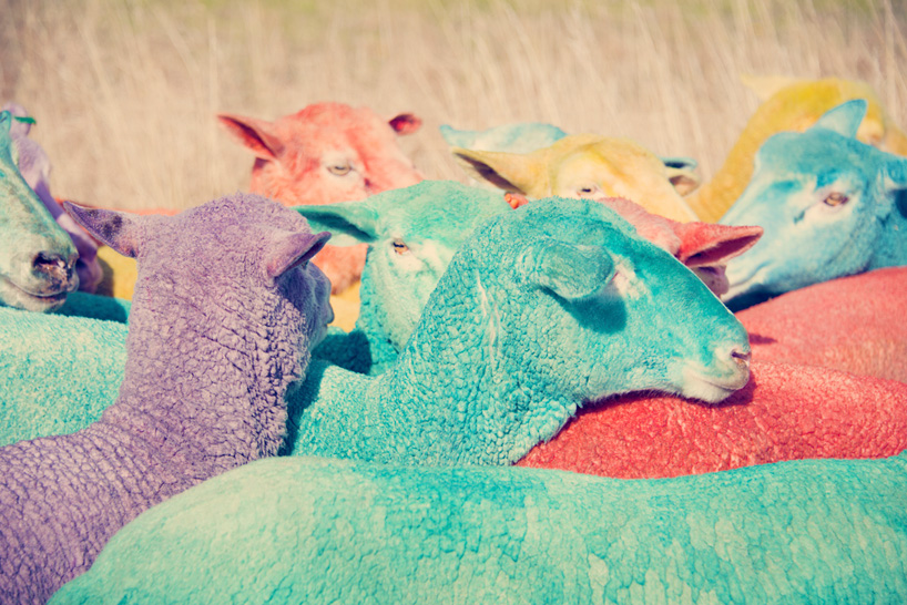 gray malin the dream series rainbow sheep