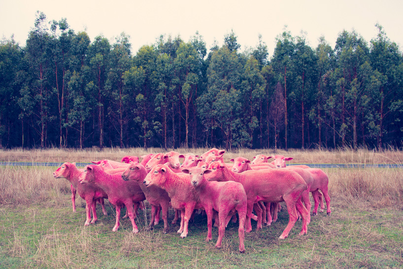gray malin the dream series rainbow sheep