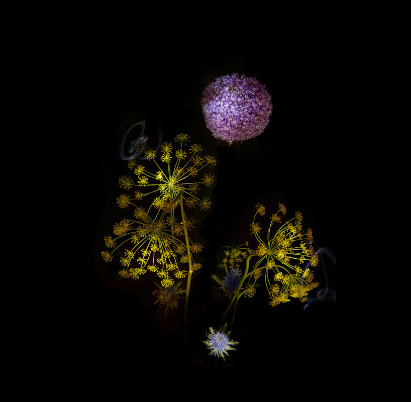 flower firework sarah illenberger sabrina rynas