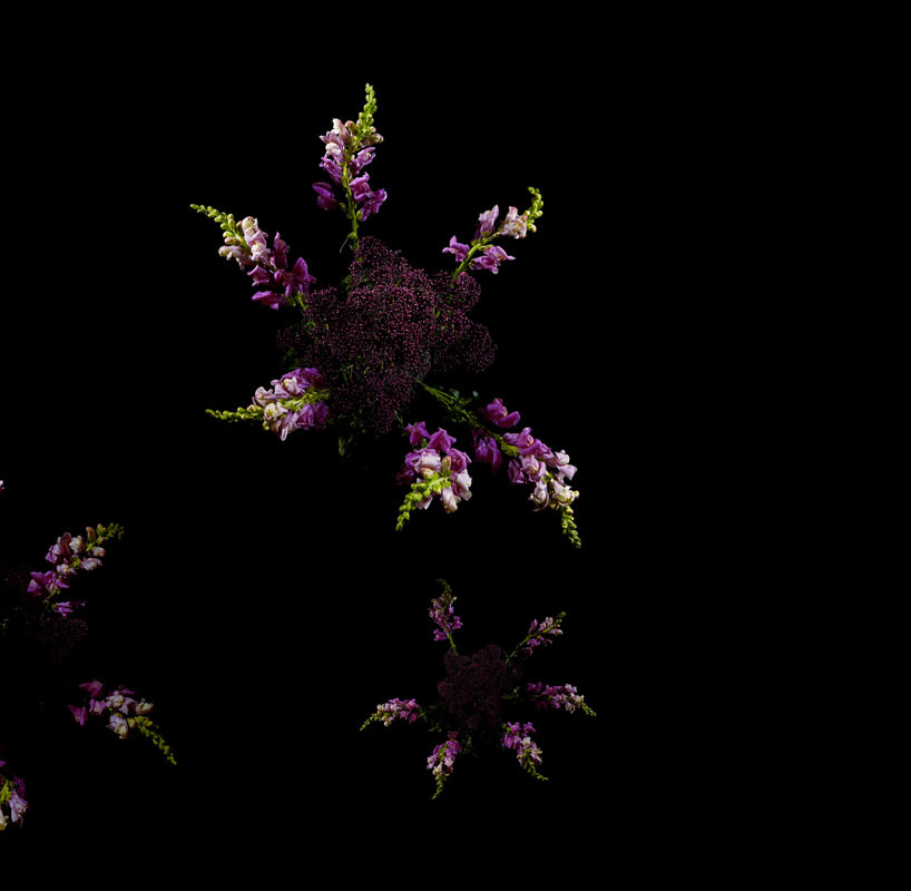 flower petal fireworks by sarah illenberger ring in the new year