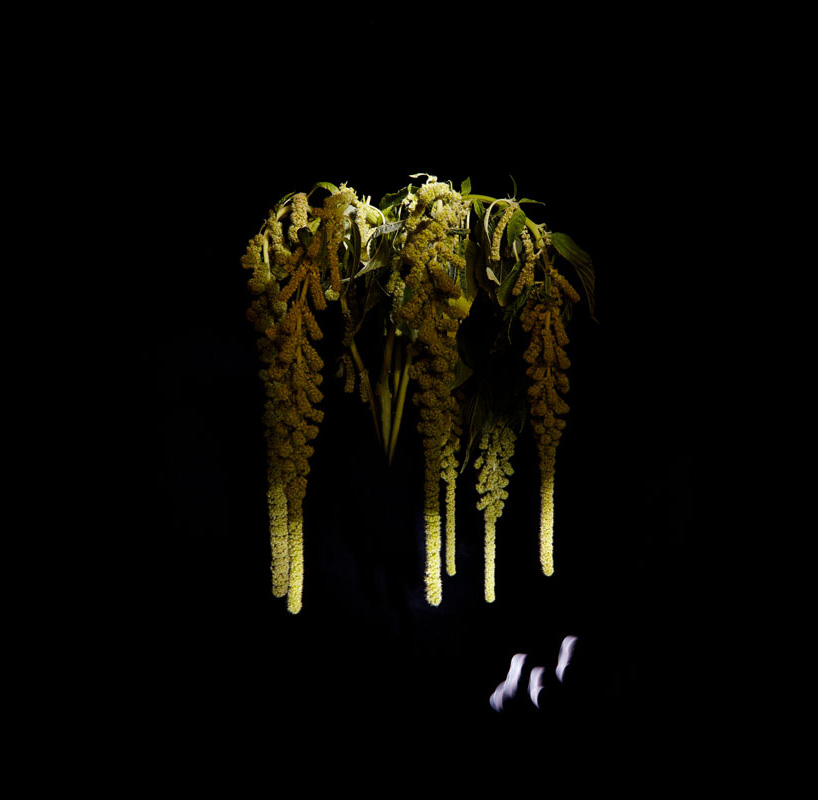 flower firework sarah illenberger sabrina rynas