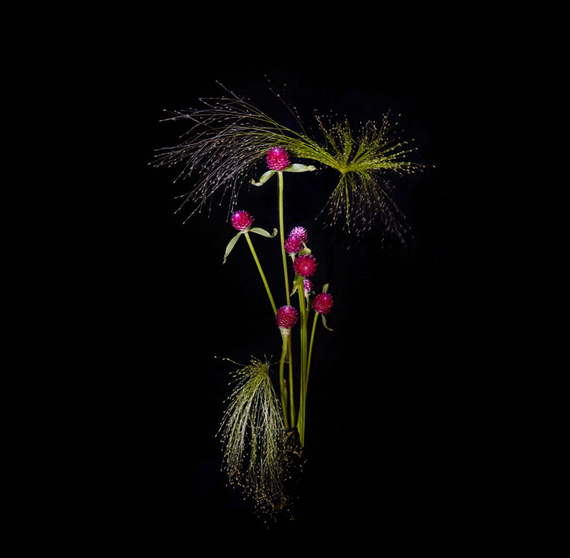 flower firework sarah illenberger sabrina rynas