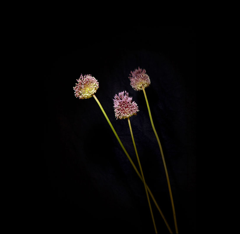 flower firework sarah illenberger sabrina rynas