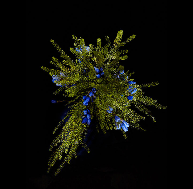 flower petal fireworks by sarah illenberger ring in the new year