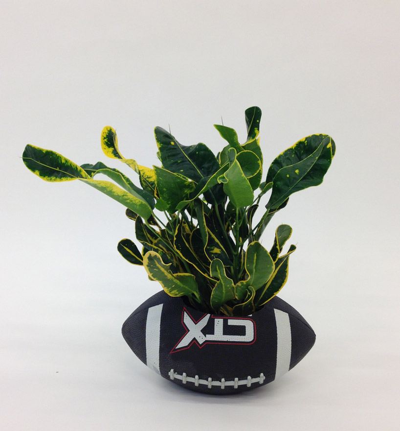 radames_juni_figueroa_tropical