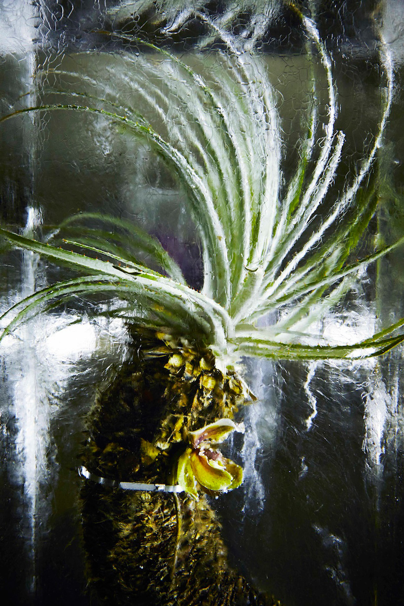 azuma-makoto-iced-flowers-designboom04