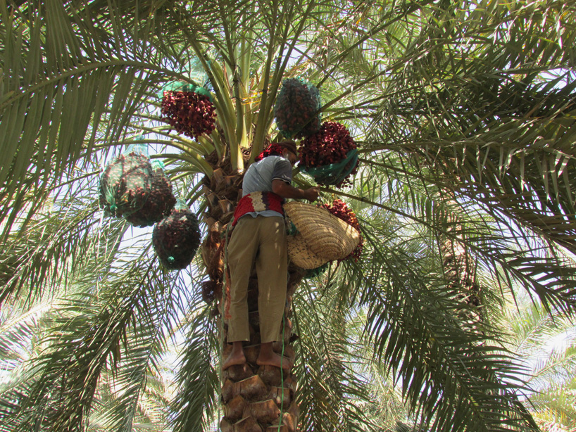sandra piesik 3 ideas ltd food shelter al ain unesco world heritage site designboom