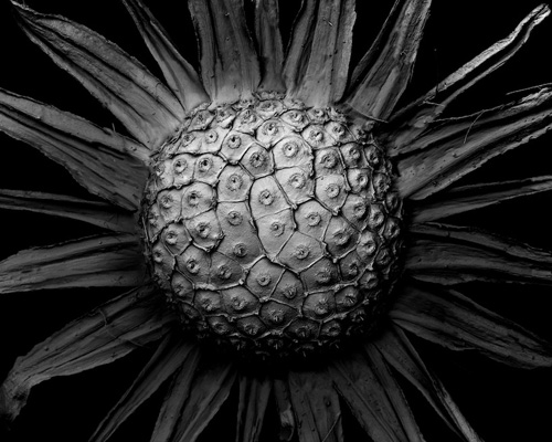 tomoya matsuura captures decaying plants with a microscopic lens