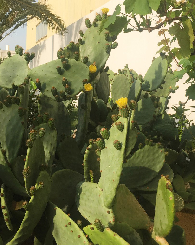 bahrain pavilion expo milan 2015 archaeologies of green anne holtrop designboom
