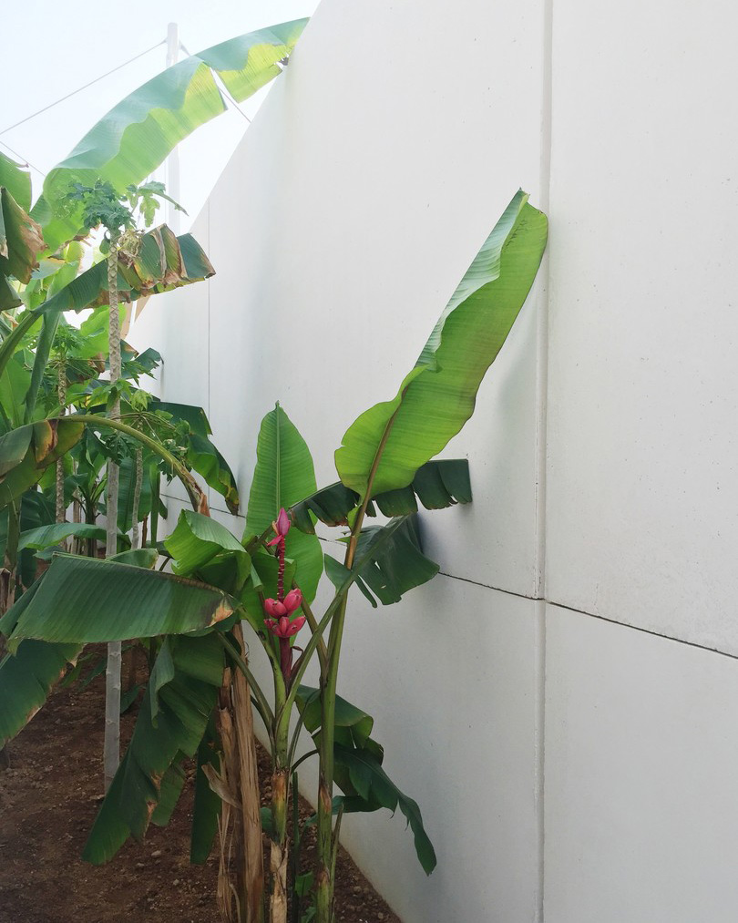 bahrain pavilion expo milan 2015 archaeologies of green anne holtrop designboom