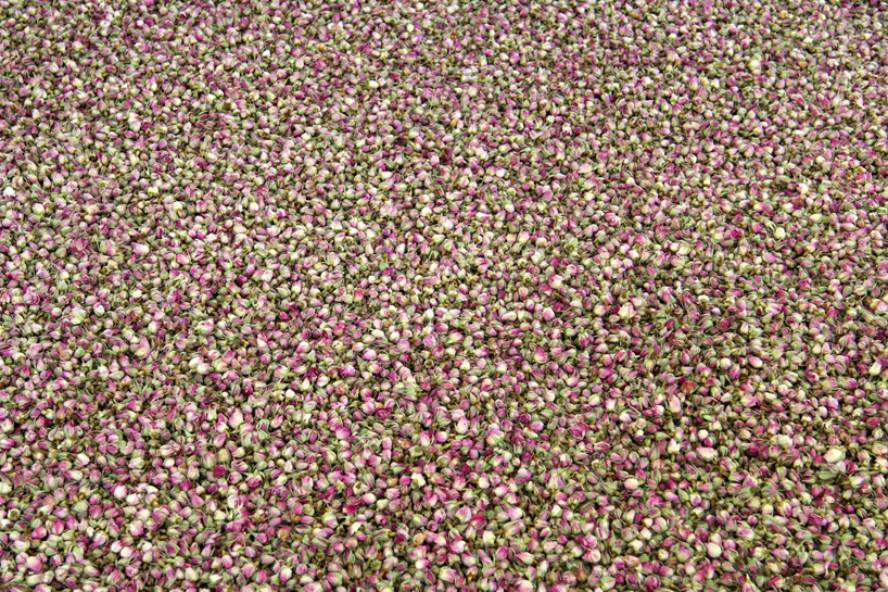 dutch pavilion venice art biennale herman de vries