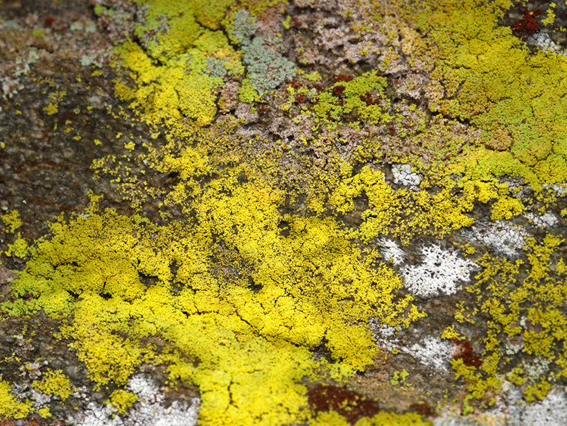 dana barnes endolith casts collective design new york design week