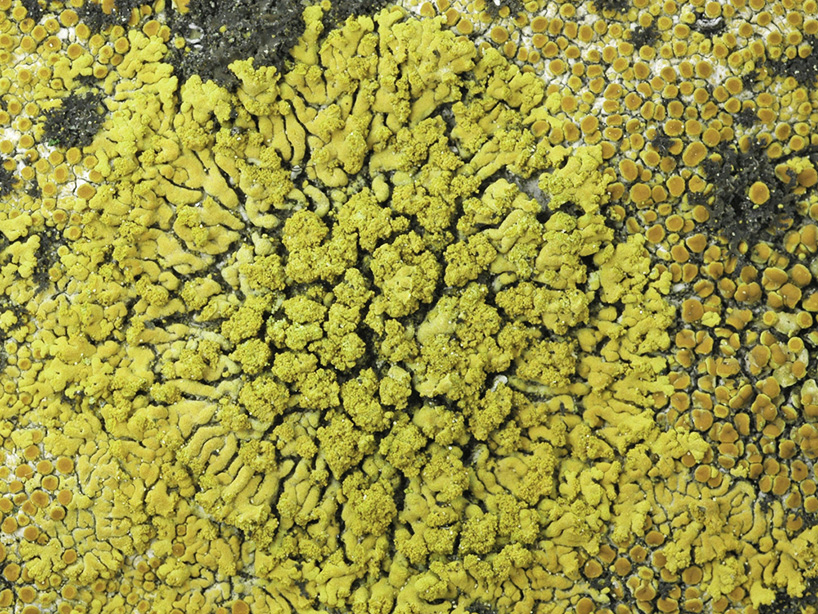 dana barnes endolith casts collective design new york design week