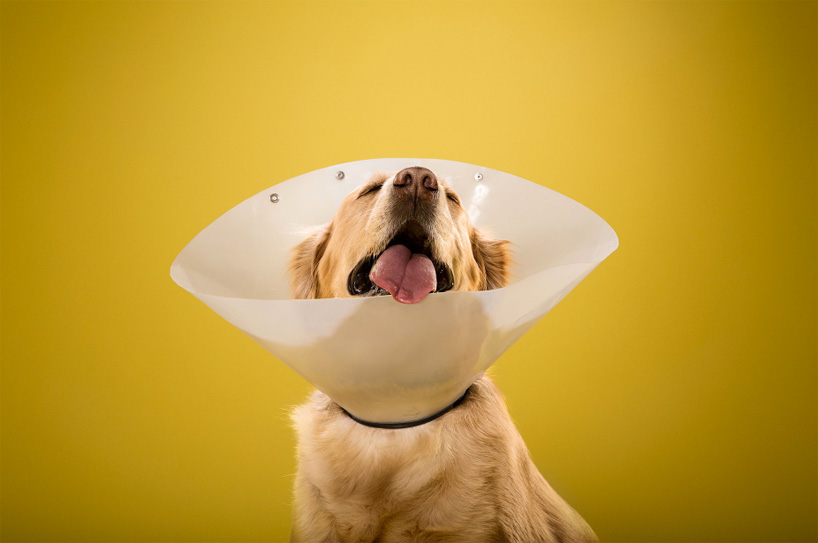 inside the plastic prison ty foster photographs dogs in cones