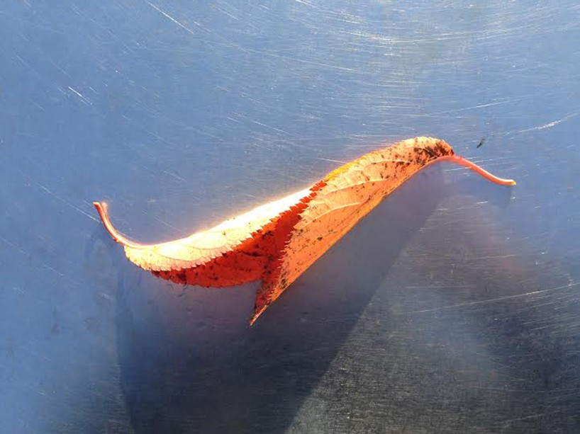 Noma-Bar_bird_tree_house_08