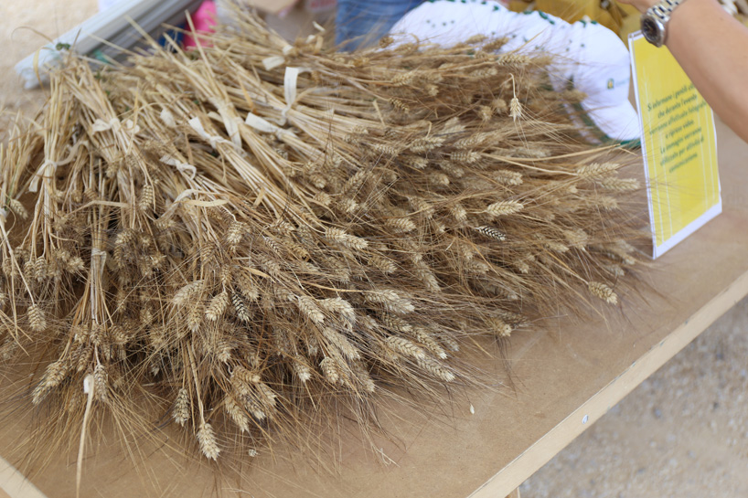 wheatfield-in-porta-nuova-milan_designboom_002