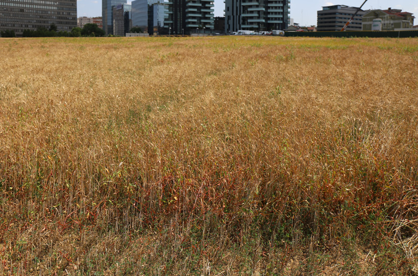 wheatfield-in-porta-nuova-milan_designboom_004