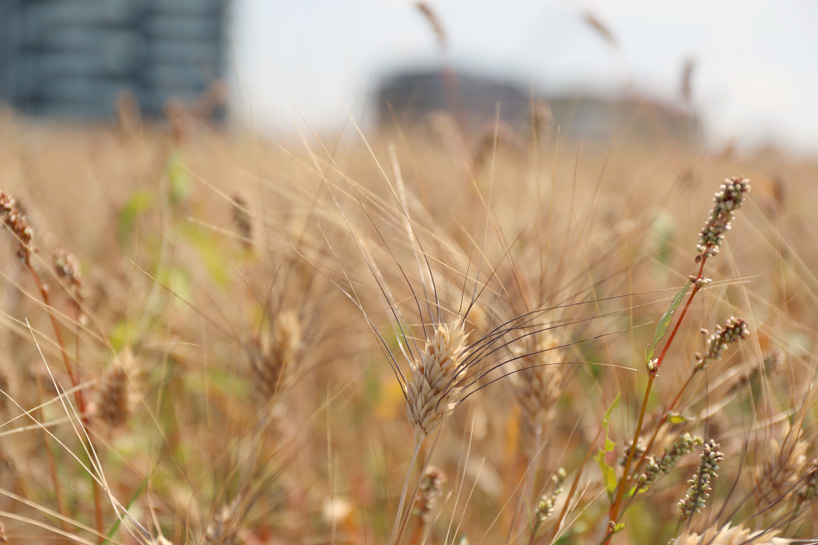 wheatfield-in-porta-nuova-milan_designboom_006