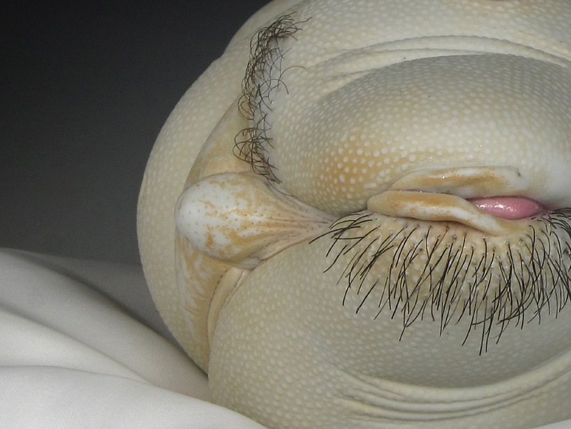 jason briggs grotesque porcelain_designboom_004