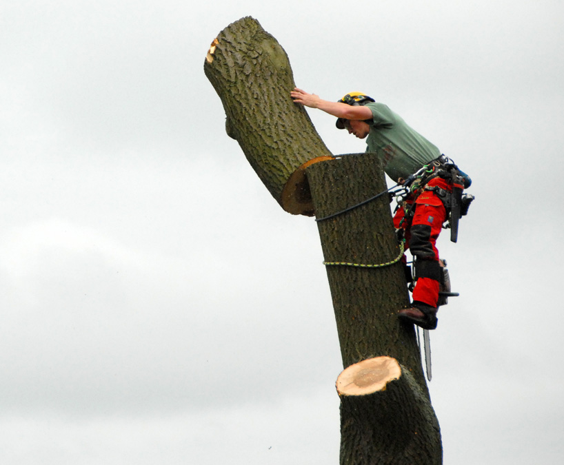 max lamb_my grandfathers tree_designboom_003