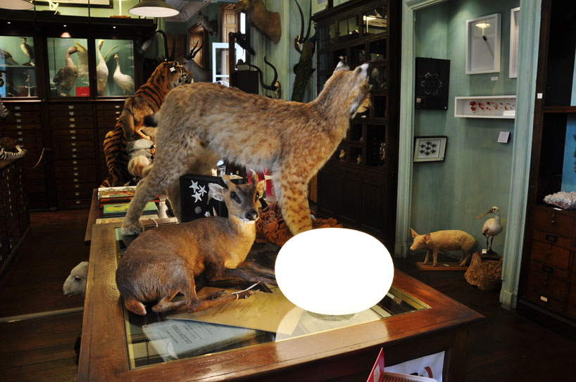 fontanaarte-paris-design-week-deyrolle-paris-designboom-02