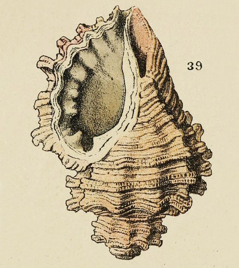 samuel accoceberry paleta concha bosc designboom