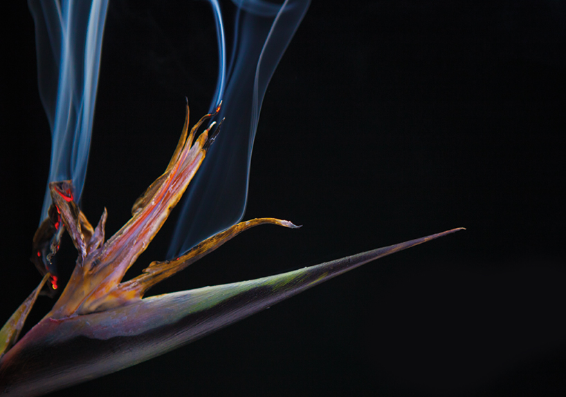 bompas-parr-london-edition-perrier-jouet-color-changing-flowers-designboom-01