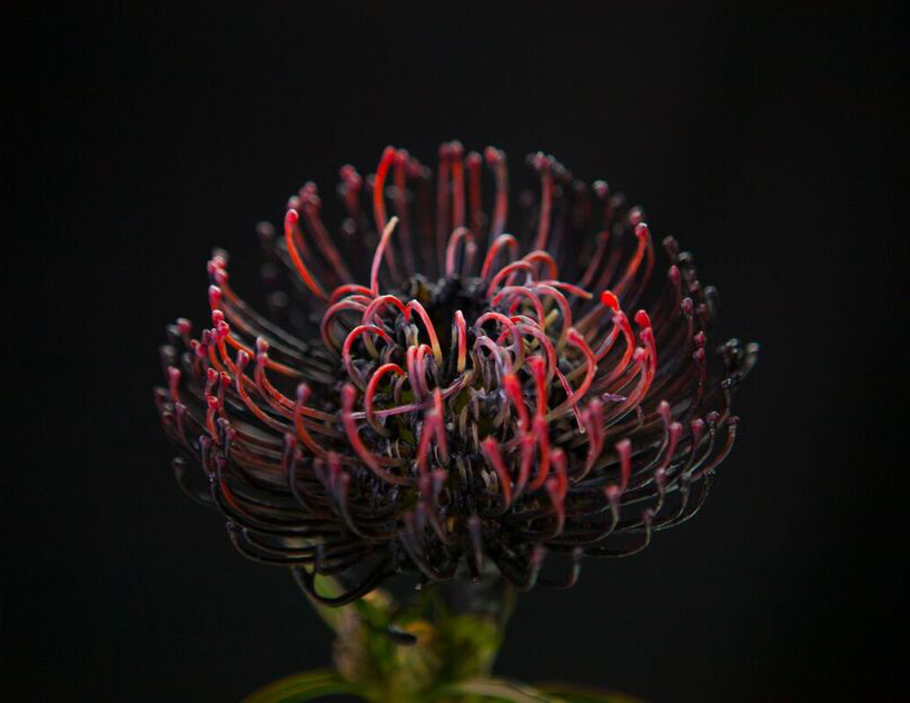 bompas-parr-london-edition-perrier-jouet-color-changing-flowers-designboom-02
