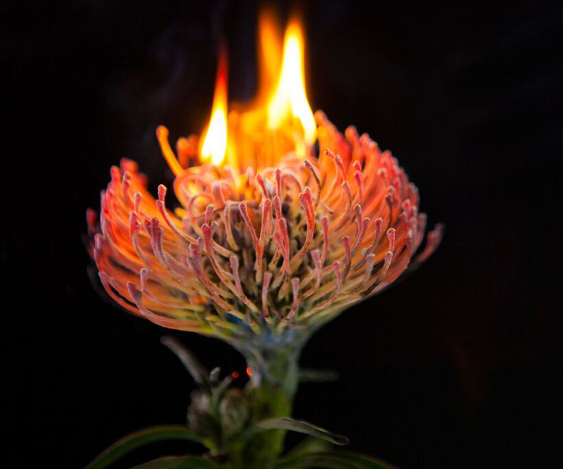 bompas-parr-london-edition-perrier-jouet-color-changing-flowers-designboom-03