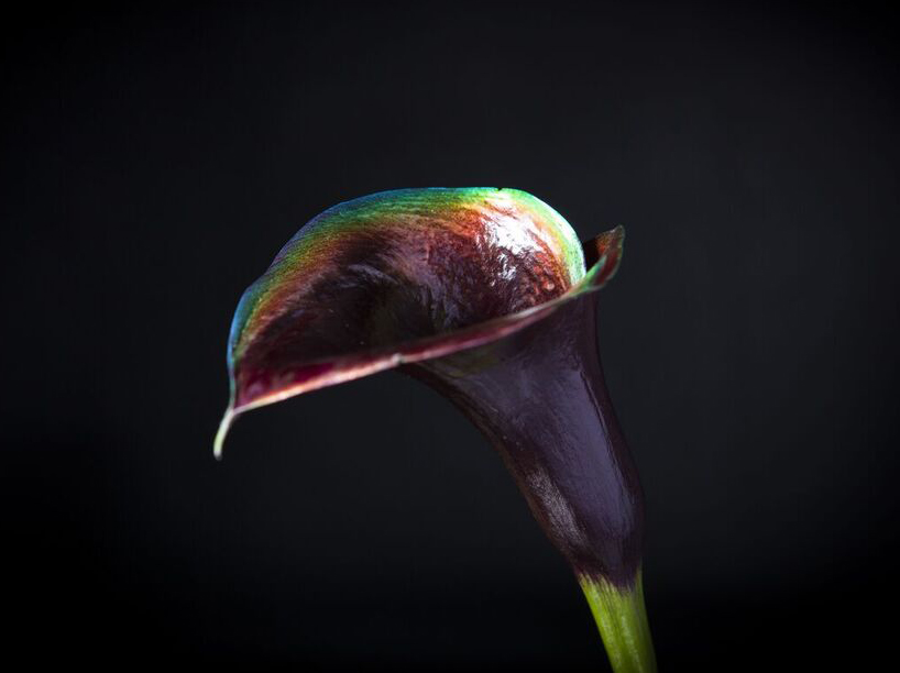 bompas-parr-london-edition-perrier-jouet-color-changing-flowers-designboom-04