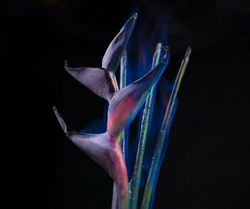 bompas-parr-london-edition-perrier-jouet-color-changing-flowers-designboom-05