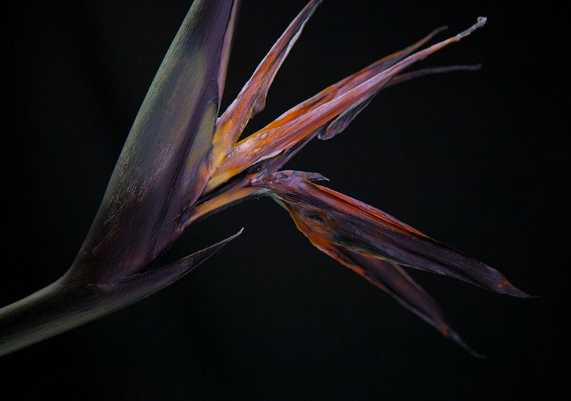 bompas-parr-london-edition-perrier-jouet-color-changing-flowers-designboom-06