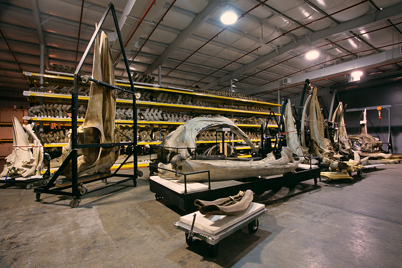 backroom-storage-at-the-smithsonian-natural-history-museum-designboom-02