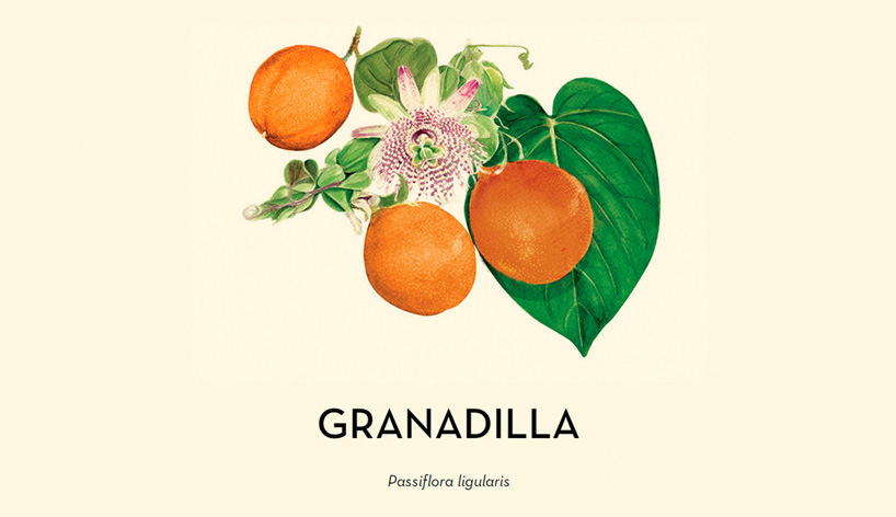 joanrojeskidesignboom04