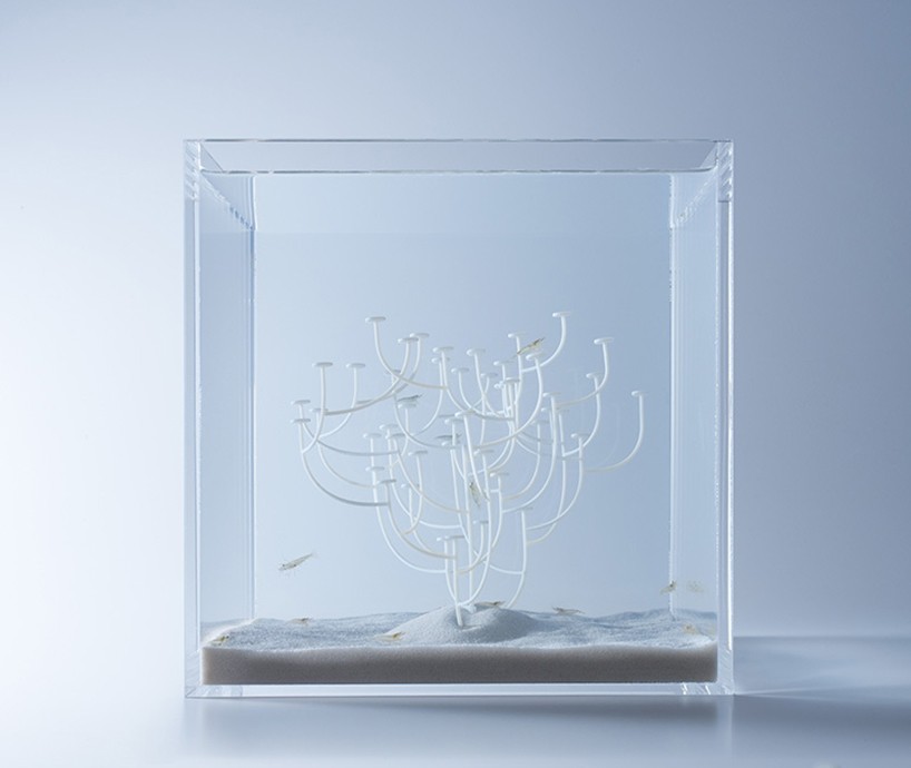 haruka-misawa-waterscape-fish-aquariums-designboom-05