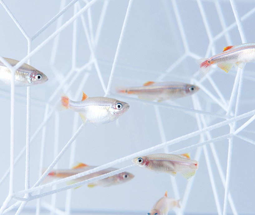 haruka-misawa-waterscape-fish-aquariums-designboom-08