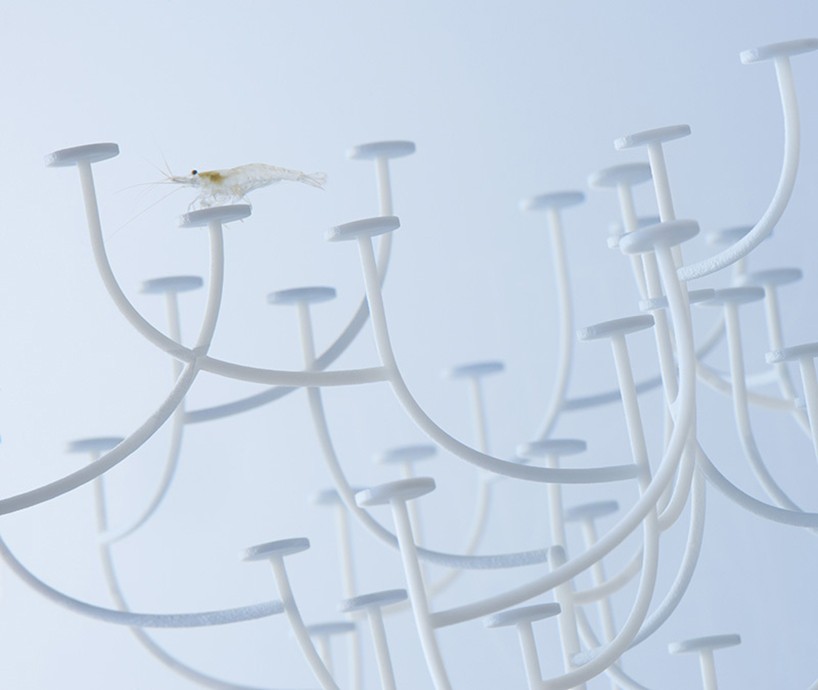 haruka-misawa-waterscape-fish-aquariums-designboom-10