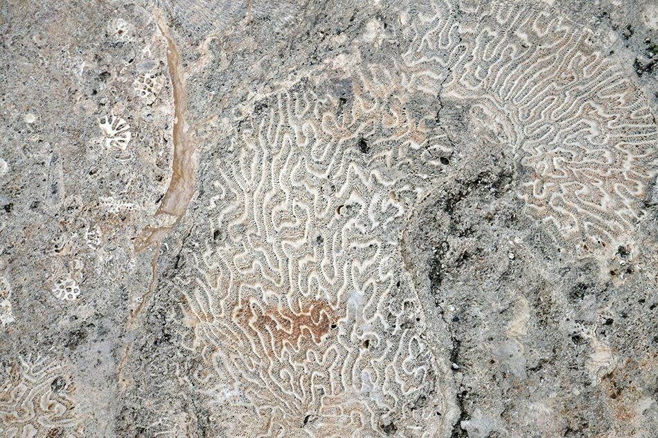 grove at grand bay bjarke ingels