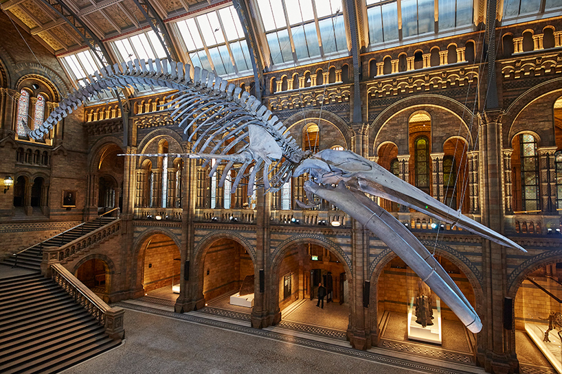 london's natural history museum unveils blue whale skeleton