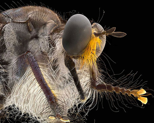 ALPA's macro switar 105 mm lens captures the most intricate details of its subject