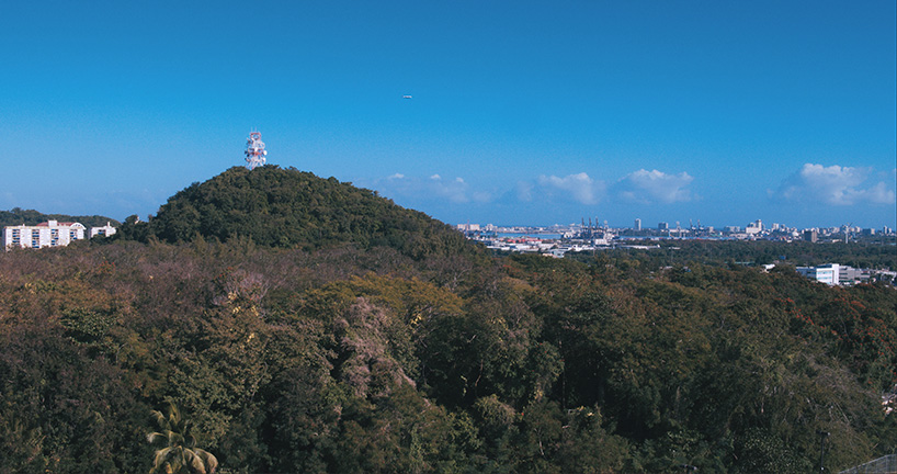 david hartt in the forest