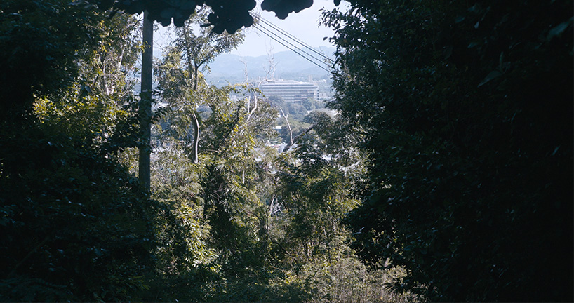 david hartt in the forest