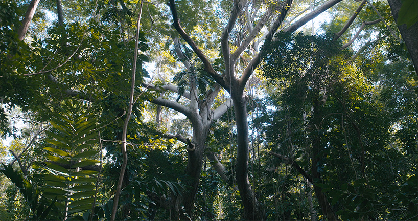 david hartt in the forest