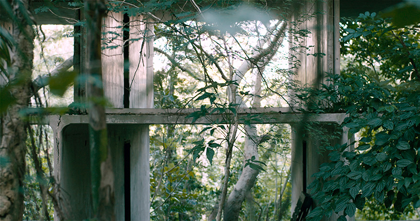 david hartt in the forest