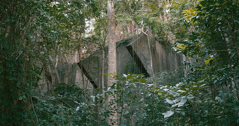 david hartt in the forest