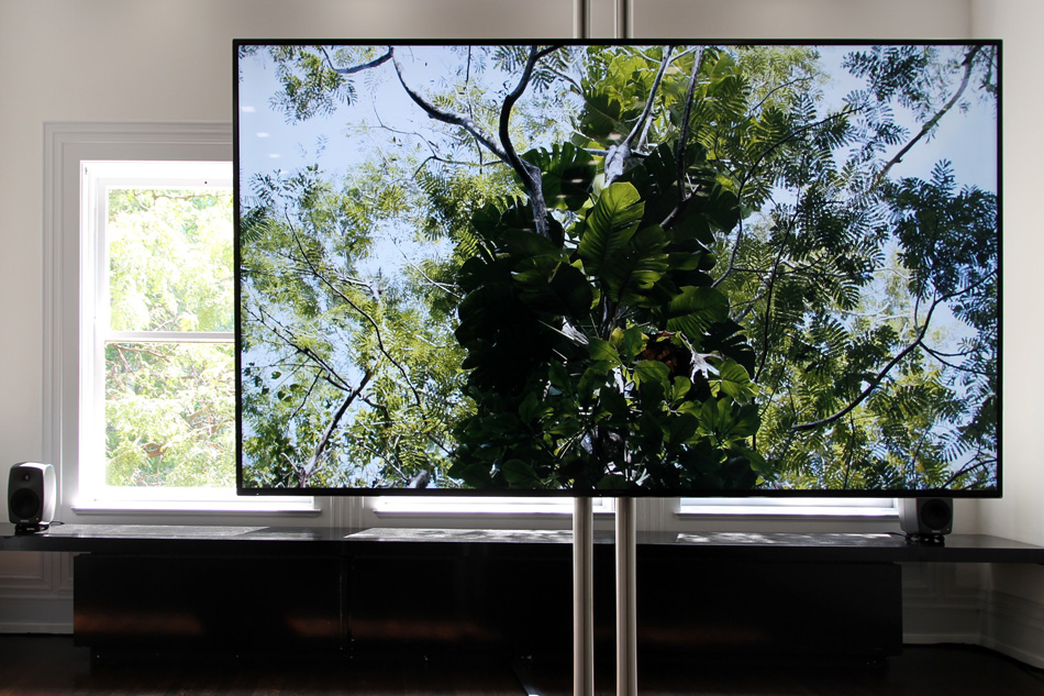 david hartt in the forest