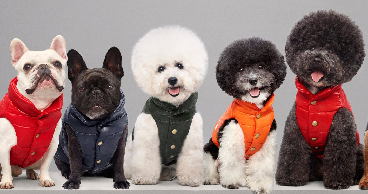 moncler jackets for dogs
