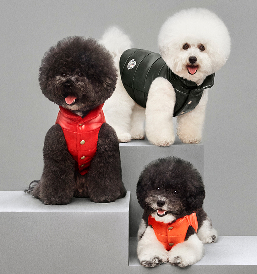 moncler dog jacket keeps your pooch toasty and trendy