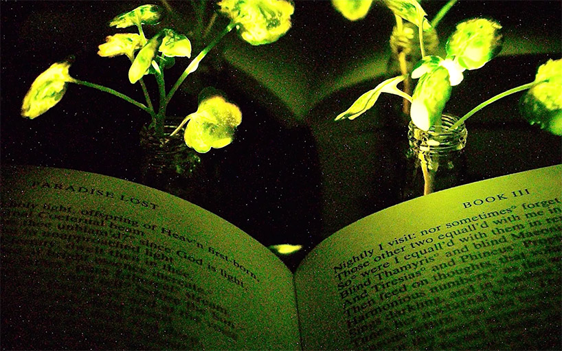 MIT's plants that glow like fireflies could replace electrical lighting designboom